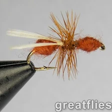 1 dozen (12) - Flying Red Ant