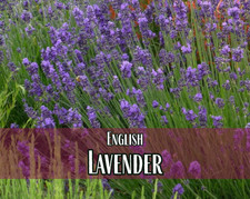 500 English Lavender Seeds  Heirloom Herb Gardening Seed Packet, Non-GMO