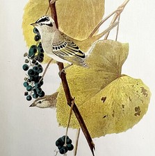White Crowned Sparrow 1950 Lithograph Print Audubon Bird 1st Edition DWU14F