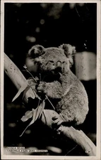 A4594^ Australia NSW Koala Taronga Park Zoo Sydney RP Valentines vintage postcar