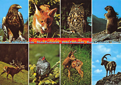 D151199 Tiere des Waldes und der Berge. Adler Eule. Albert Rastl. Multi View