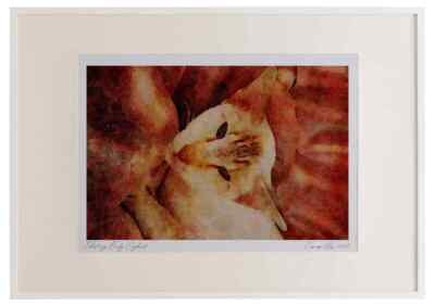 458083 Aquarell-Bilderrahmen Siamesisch, Schokolade Tabby Point