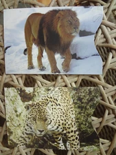 Lot RFID Credit Card Sleeve/Case/Holder Identity Protector Full Color Animals