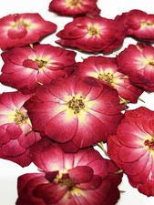 20 pcs Mini Rose Real Natural Dried Pressed Flowers for Resin Art Decors Red