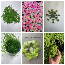 Mix 6 Kind Of Live Floating Aquarium Plants Combo Buy 2 Get 1 Free