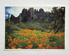 Ajo Mountains Amapolas Mexicanas Oro Órgano Pipa Monumento Nacional Arizona Postal