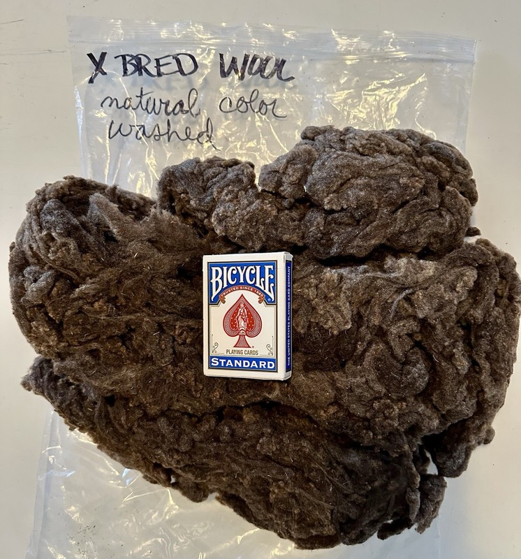 11.4oz X Bred Wool Washed Brown Natural Spinning Fiber (A39)