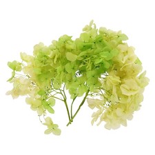10g Mini Dried Hydrangea Flower Natural Pressed Flower Gradient Green Yellow
