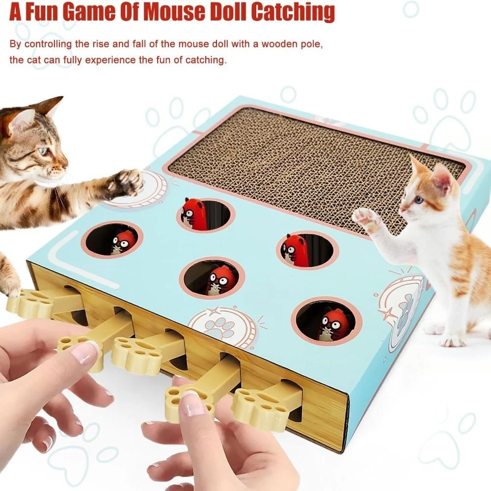 Fun cat 2025