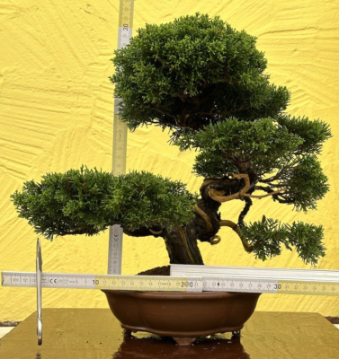 bonsai elefant Large Elephant Bush Bonsai Topiary – Dahing Plants