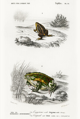 Oval Frog (Engystoma Ovale) - Green Toad (Bufo Viridis) 1849 Illustration Poster