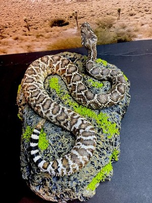 Taxidermy Mount Diamond Back Rattlesnake Related Reptile Snake Lizard Exotic