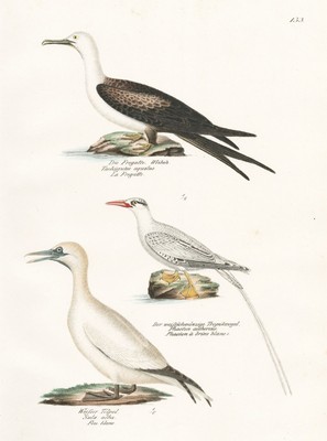 Fregatte Sula alba Tölpel Vogel bird birds Vögel Lithographie Brodtmann 1830