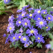 Easy to Grow Anemone Blanda Blue Shades 20 Plant Bulbs, Spring Flowers Zones 4-8