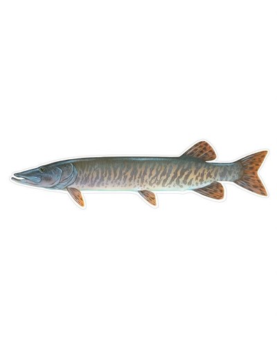 Fish Stickers and Magnets Small Mouth Bass and More Full List Below GGS Graphics - Picture 45 of 66
