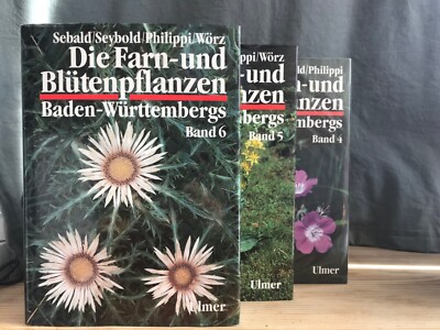 kaktus bestellen Kaufen Sie einen großen Euphorbia-Kaktus – Urbangreen