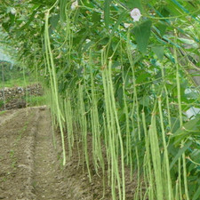 THE BEST 100 Seeds Fresh Yard Long Bean Thai Vegetable Plant