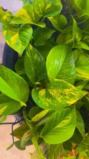 Variegated Golden Pothos Climbing hawaiian One 3 node cutting rooted all season