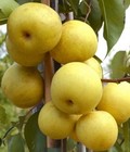 Sold ❌6x NASHI PEAR Seeds | Pyrus Pyrifolia Exotic Rare Sacred Asian Fruit Tree