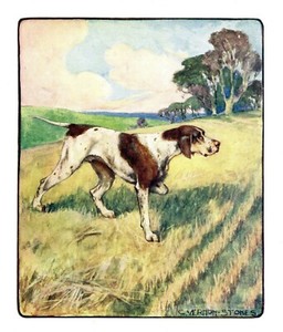 1906 Antique Pointer Dog Print Vernon Stokes Dog Art Hunting Dog Print 4116a