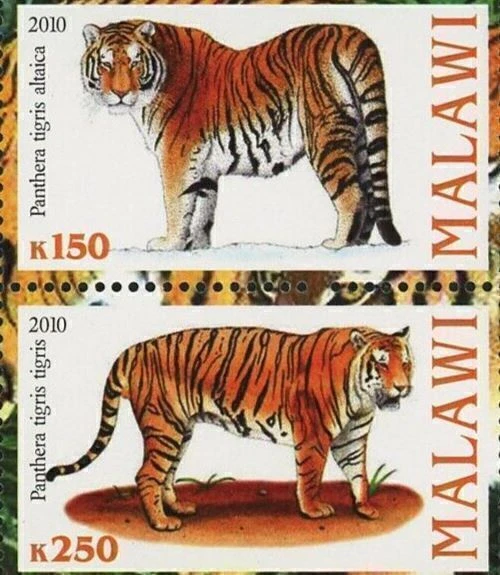 Hoja de 2 estampillas de recuerdo de naturaleza Panthera animal salvaje tigre de Malawi como nuevas Foto 4 de 4