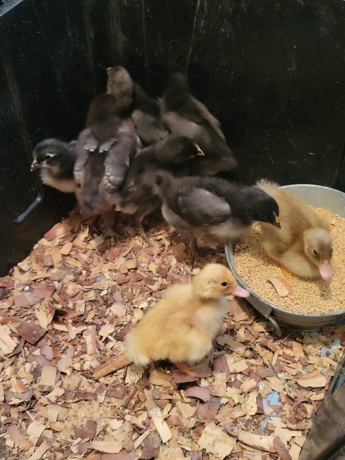 live baby chickens for sale eBay