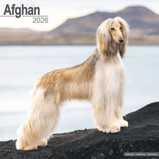 Afghan Calendar 2026 | 12x24" 16 Months | Dog Breed Gift Wall | Avonside