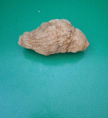 Rare FOSSIL, SHELL, 257 GRAMS.