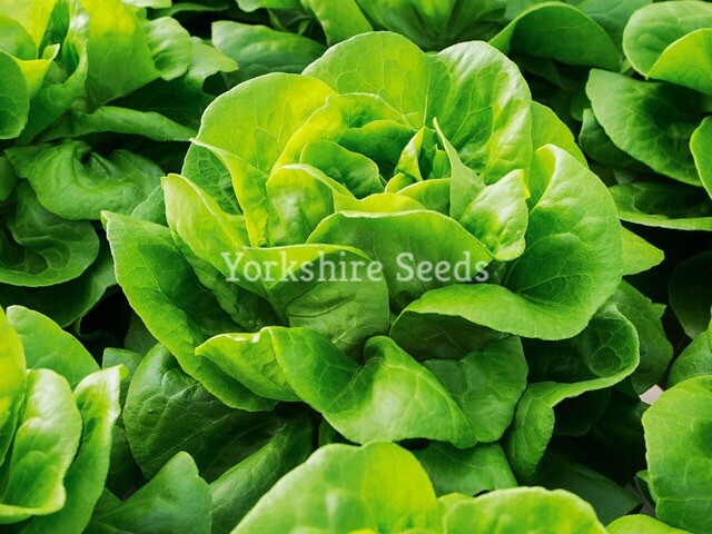 Lettuce All Year Round Seeds x 600 Butterhead Heritage - Vegetable ...
