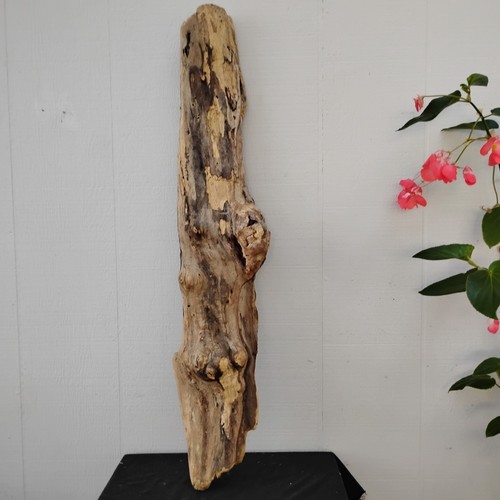 Large Raw Ocean Driftwood Slab