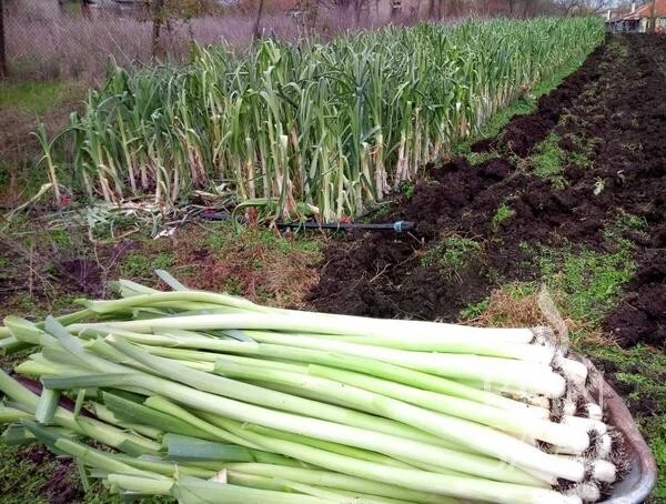 Lot De 100 Graines De Poireau Starozagorski Kamush GEANT ENORME Graines Seed