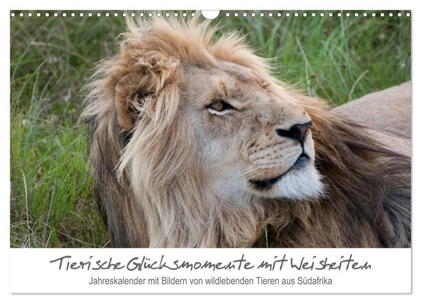 Calendar 2027 · US Version · Animal Moments Of Happiness With Wisdom (Wall Calen-image