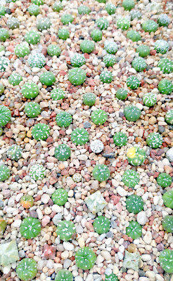 Astrophytum Asterias Super Kabuto - Foto 8