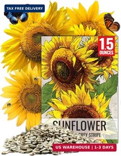 Sunflower Seeds to Plant 600 Mammoth Grey Stripe Seeds  Heirloom Se