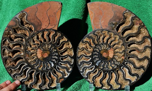 Dinosaur Split PAIR BLACK Ammonite 1 IN 100 XXL 212mm 110myo FOSSIL 8.5" 3797axx - Picture 6 of 9
