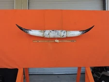 MOUNTED STEER HORNS 4' 9" tip to tip 18" bases #878  COW BULL HORN LONGHORN