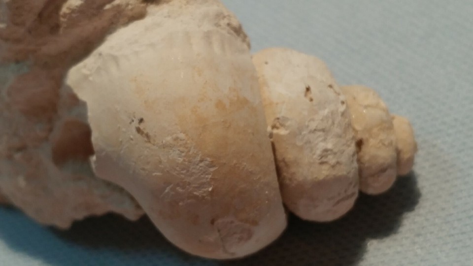 Rare FOSSIL Extinct SHELL from FLORIDA - Vasum subcapitellum | eBay