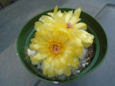 Special Notocactus Scopa V. Morellei Cactus Plant, Grows Clusters, 3 Bonus Pups