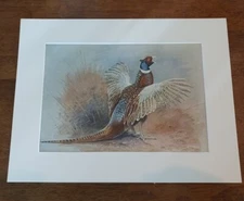 12x8 Matted Pheasant Print "Pheasant Making Its Spring Call Unsigned