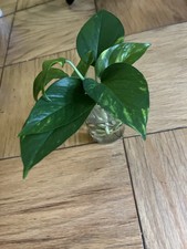 Golden Pothos Cutting Three Nodes - Free Shipping