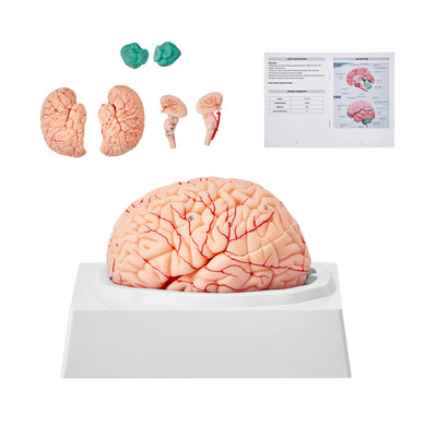 Uimoso Human Brain Model Anatomy Teaching Brain Model 9-Part Labeled Life Size