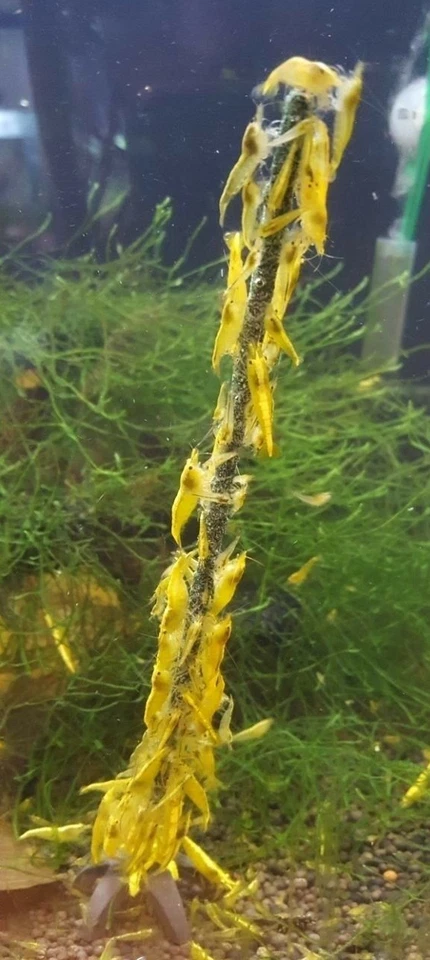 Shrimp Lollies Rainbow Set / 50 Lollies / Garnelen Futter Sticks Lutscher - Bild 4 von 4