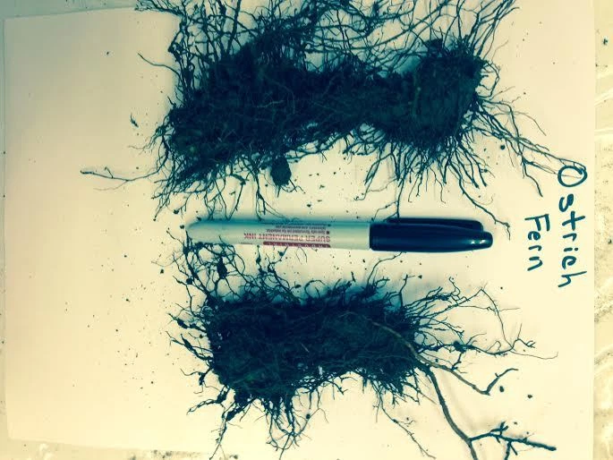 TN OSTRICH GLADE FERN 5 rizoma/raiz- (Matteuccia struthiopteris) - Imagem 2 de 4