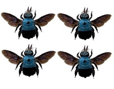 4pcs Taxidermy Bee Real Bug Insect Beetle Entomology Collection Art Decor