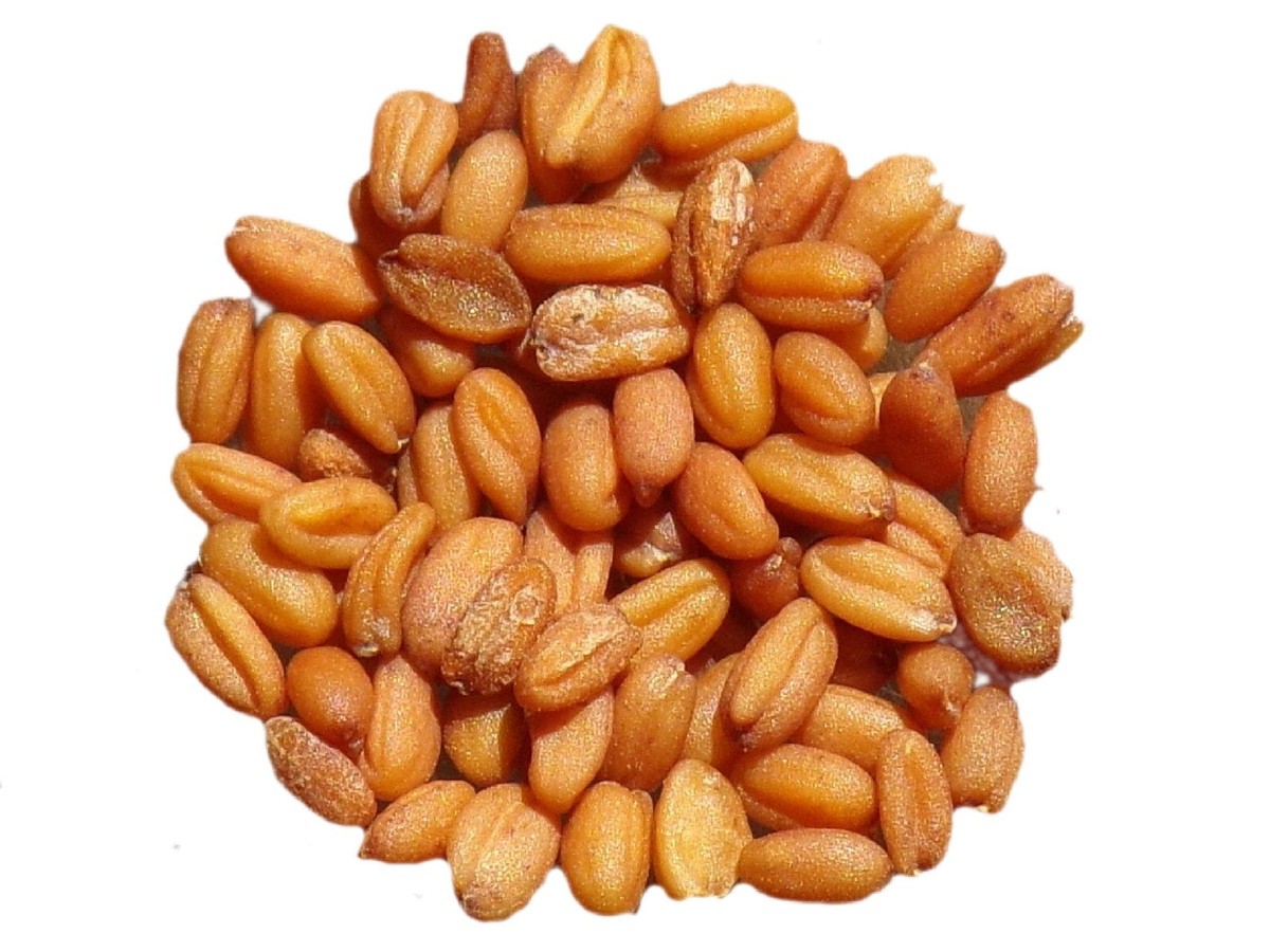 Cameline - Camelina Sativa (Engrais Vert) SEM02 (Varété - Bio 3 Grammes