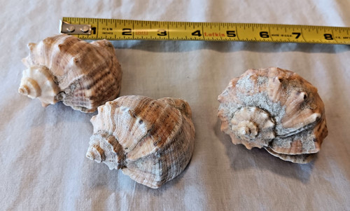 SET OF 3 SMALL VEINED RAPA WHELK RAPANA VENOSA SEA SNAIL SHELLS 3 X 2 X 2" GREAT