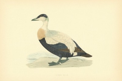 Eider Ente. Morris's British Birds. Antiker Farbdruck 1903 alt