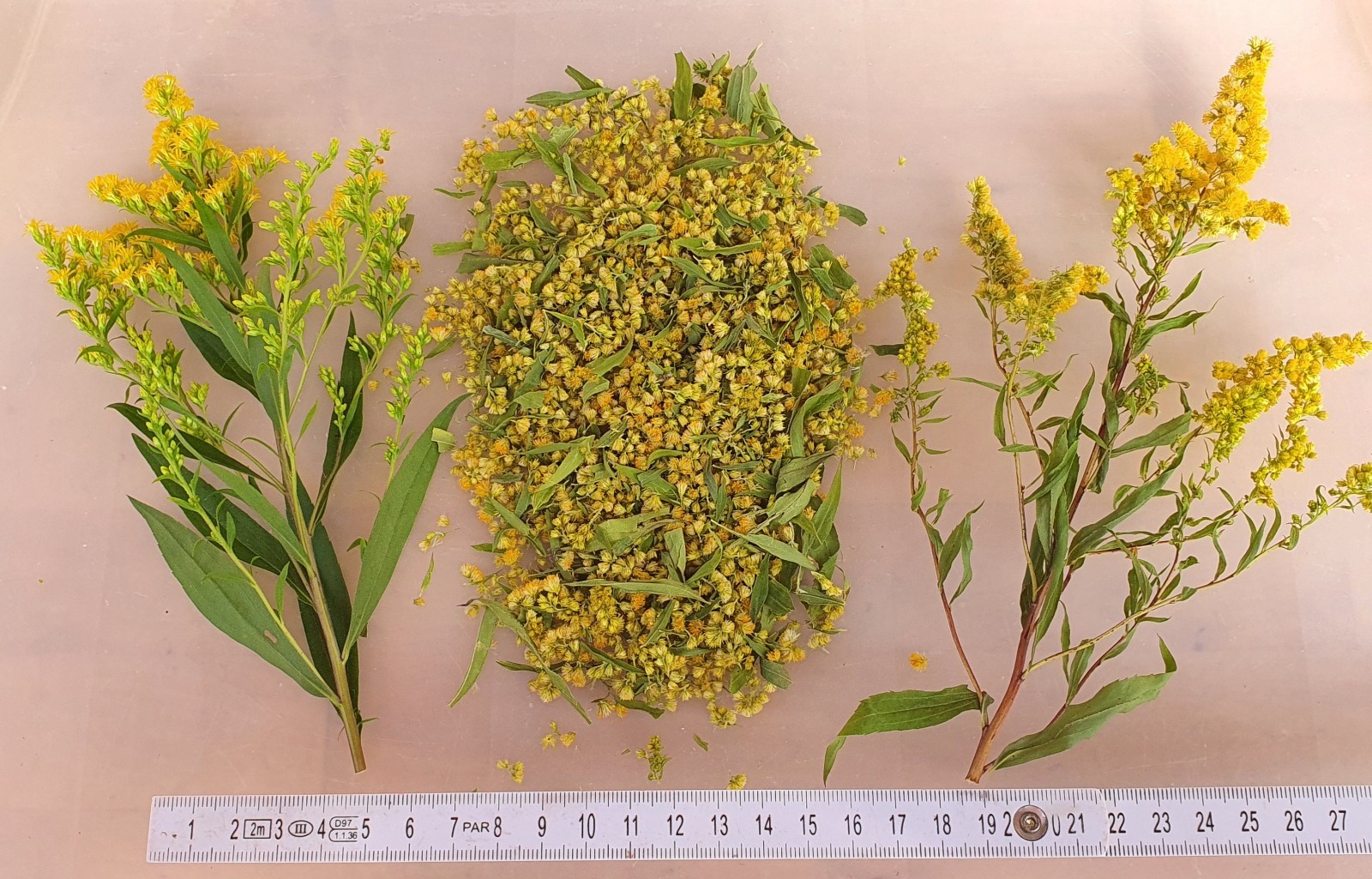 Kanadische Goldrute 100g getrocknet gerebbelt Tee Kräutertee Blasentee 2025