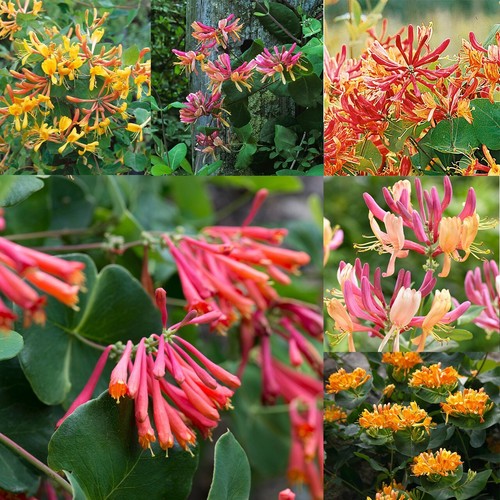 3 Scented Climbing Lonicera Mixed Honeysuckle Garden Ready Plant in 9cm