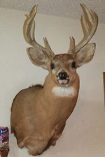 Whitetail Deer Head Shoulder Mount Taxidermy Cape Shed Antler Hunt Mule Rack
